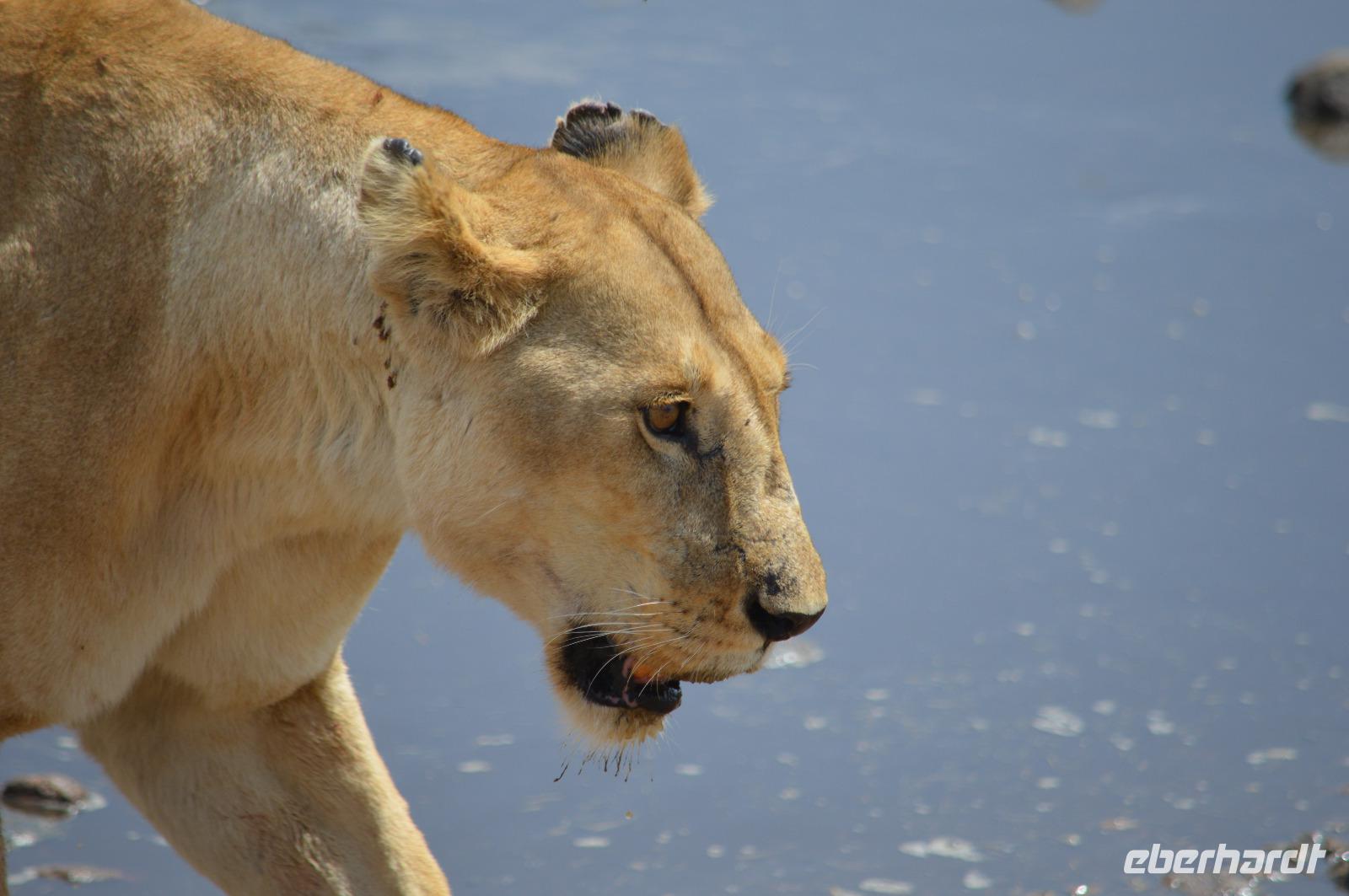 Serengeti - Löwe 2 &ndash; &copy; Hubert Lücker (Eberhardt TRAVEL)