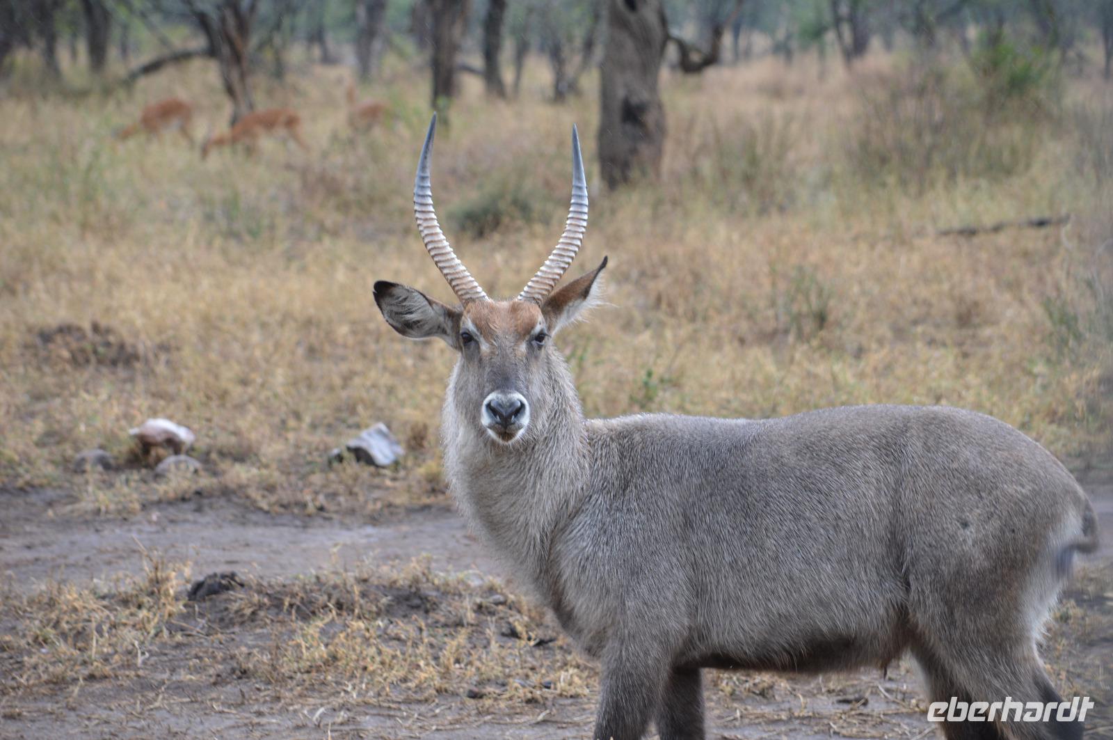 Serengeti - Mrs. Grey Wasserbock &ndash; &copy; Hubert Lücker (Eberhardt TRAVEL)