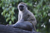 Arusha - Grüne Meerkatze &ndash; &copy; Hubert Lücker (Eberhardt TRAVEL)