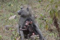 Arusha - Pavian &ndash; &copy; Hubert Lücker (Eberhardt TRAVEL)