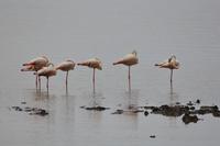 Manyara - Flamingo &ndash; &copy; Hubert Lücker (Eberhardt TRAVEL)