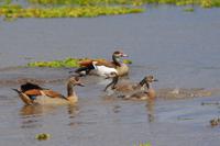 Manyara - Nilgänse &ndash; &copy; Hubert Lücker (Eberhardt TRAVEL)