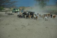Massai Steppe 2 &ndash; &copy; Hubert Lücker (Eberhardt TRAVEL)