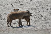 Ngorongoro - Hyäne &ndash; &copy; Hubert Lücker (Eberhardt TRAVEL)