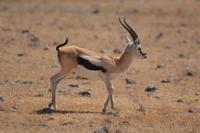 Ngorongoro Thomson Gazelle &ndash; &copy; Hubert Lücker (Eberhardt TRAVEL)