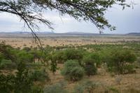 Serengeti 2 &ndash; &copy; Hubert Lücker (Eberhardt TRAVEL)