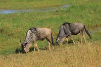 Tarangire - Gnu &ndash; &copy; Hubert Lücker (Eberhardt TRAVEL)