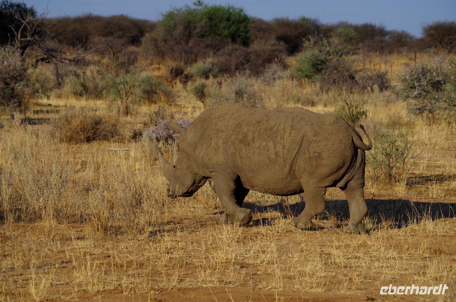 Pirschfahrt - Breitmaul Nashorn &ndash; &copy; Annett Müller (Eberhardt TRAVEL)