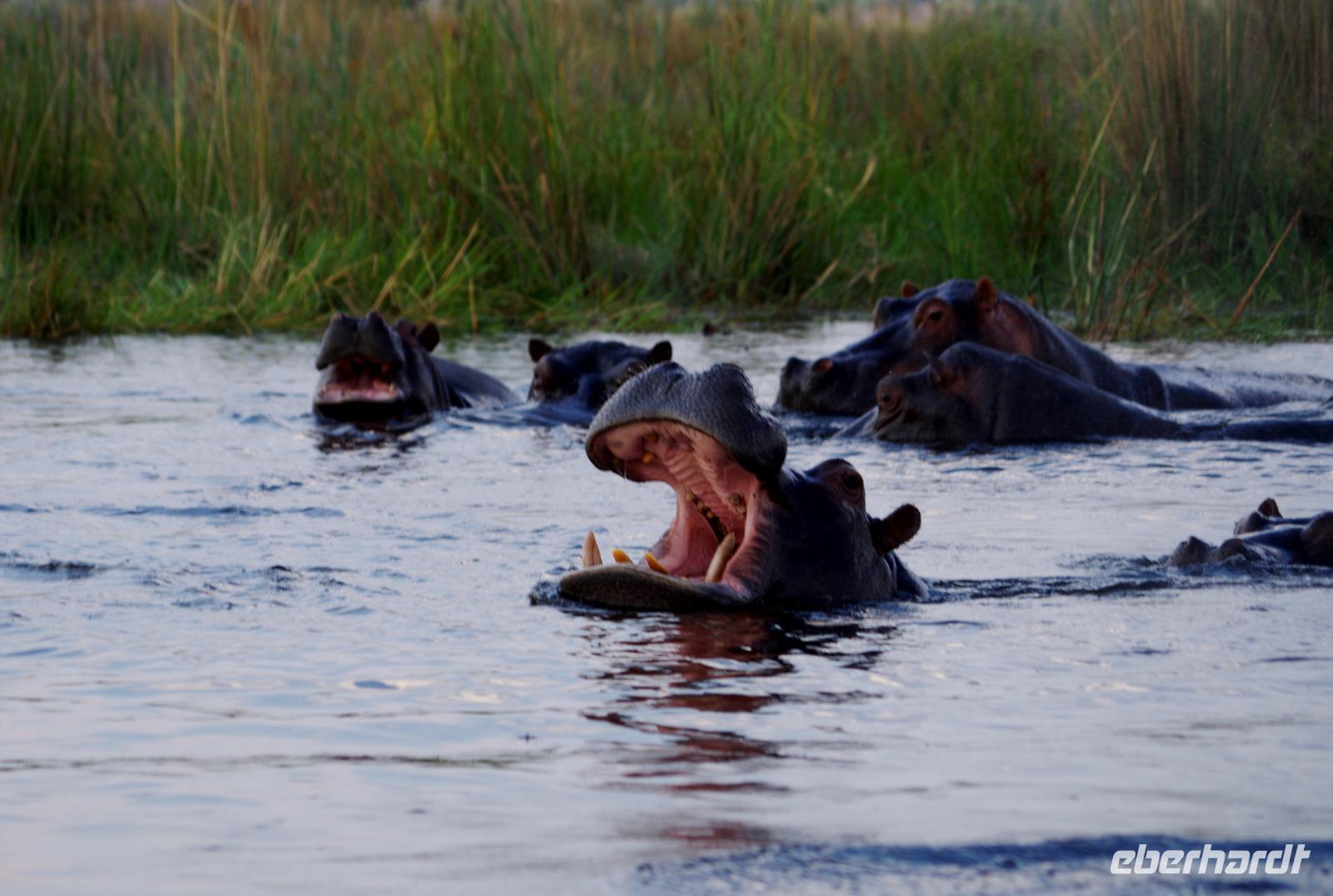 Bootsfahrt im Kwando-Delta - Vorsicht, Hippo-Blockade &ndash; &copy; Annett Müller (Eberhardt TRAVEL)