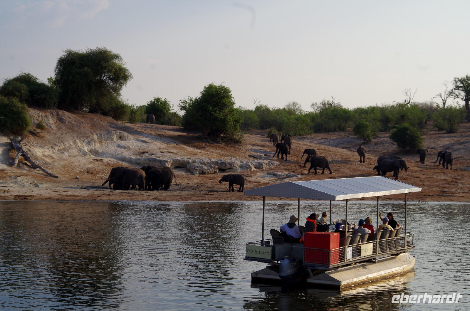 Bootsfahrt auf dem Chobe - Elefantenherde Nr. 7 &ndash; &copy; Annett Müller (Eberhardt TRAVEL)