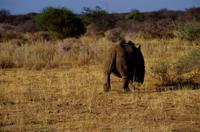 Pirschfahrt - Breitmaul Nashorn &ndash; &copy; Annett Müller (Eberhardt TRAVEL)