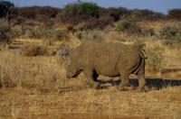 Pirschfahrt - Breitmaul Nashorn &ndash; &copy; Annett Müller (Eberhardt TRAVEL)