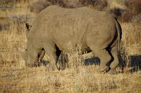 Pirschfahrt - Breitmaul Nashorn &ndash; &copy; Annett Müller (Eberhardt TRAVEL)