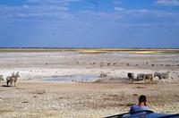Etosha-Nationalpark  &ndash; &copy; Annett Müller (Eberhardt TRAVEL)