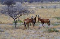 Etosha-Nationalpark - Kuhantilopen &ndash; &copy; Annett Müller (Eberhardt TRAVEL)