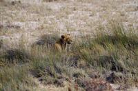 Etosha-Nationalpark - junger Löwe &ndash; &copy; Annett Müller (Eberhardt TRAVEL)