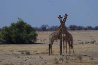 Etosha-Nationalpark - Giraffen &ndash; &copy; Annett Müller (Eberhardt TRAVEL)