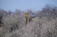 Etosha-Nationalpark - Giraffe &ndash; &copy; Annett Müller (Eberhardt TRAVEL)