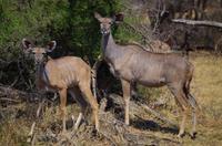 Mahangu-Nationalpark - Kudus &ndash; &copy; Annett Müller (Eberhardt TRAVEL)