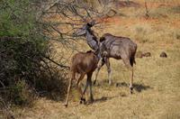 Mahangu-Nationalpark - Kudus &ndash; &copy; Annett Müller (Eberhardt TRAVEL)