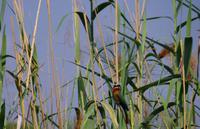 Bootsfahrt im Kwando-Delta - Bienenfresser &ndash; &copy; Annett Müller (Eberhardt TRAVEL)