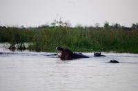 Bootsfahrt im Kwando-Delta - Vorsicht, Hippo-Blockade &ndash; &copy; Annett Müller (Eberhardt TRAVEL)