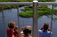 Bootsfahrt auf dem Chobe - Was gibt es da zu schauen? &ndash; &copy; Annett Müller (Eberhardt TRAVEL)