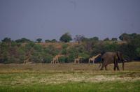 Bootsfahrt auf dem Chobe - Elefanten und Giraffen &ndash; &copy; Annett Müller (Eberhardt TRAVEL)