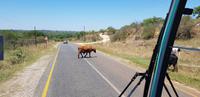 Fahrt nach Graskop &ndash; &copy; Jacob Spangenberg (Eberhardt TRAVEL)