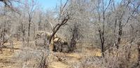 Safari im Kruger Nationalpark &ndash; &copy; Jacob Spangenberg (Eberhardt TRAVEL)
