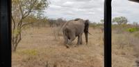 Safari im Kruger Nationalpark &ndash; &copy; Jacob Spangenberg (Eberhardt TRAVEL)