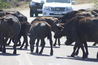 Safari im Kruger Nationalpark &ndash; &copy; Jacob Spangenberg (Eberhardt TRAVEL)