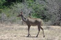 Safari im Kruger Nationalpark &ndash; &copy; Jacob Spangenberg (Eberhardt TRAVEL)