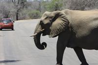 Safari im Kruger Nationalpark &ndash; &copy; Jacob Spangenberg (Eberhardt TRAVEL)