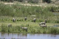 Safari im Kruger Nationalpark &ndash; &copy; Jacob Spangenberg (Eberhardt TRAVEL)