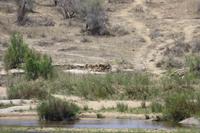 Safari im Kruger Nationalpark &ndash; &copy; Jacob Spangenberg (Eberhardt TRAVEL)