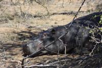 Safari im Kruger Nationalpark &ndash; &copy; Jacob Spangenberg (Eberhardt TRAVEL)