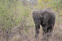 Safari im Kruger Nationalpark &ndash; &copy; Jacob Spangenberg (Eberhardt TRAVEL)