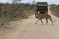 Safari im Kruger Nationalpark &ndash; &copy; Jacob Spangenberg (Eberhardt TRAVEL)
