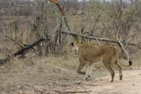 Safari im Kruger Nationalpark &ndash; &copy; Jacob Spangenberg (Eberhardt TRAVEL)