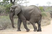 Safari im Kruger Nationalpark &ndash; &copy; Jacob Spangenberg (Eberhardt TRAVEL)