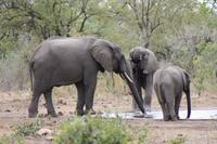Safari im Kruger Nationalpark &ndash; &copy; Jacob Spangenberg (Eberhardt TRAVEL)