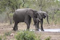 Safari im Kruger Nationalpark &ndash; &copy; Jacob Spangenberg (Eberhardt TRAVEL)