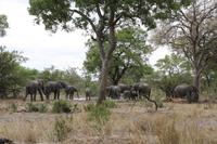 Safari im Kruger Nationalpark &ndash; &copy; Jacob Spangenberg (Eberhardt TRAVEL)