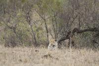 Safari im Kruger Nationalpark &ndash; &copy; Jacob Spangenberg (Eberhardt TRAVEL)
