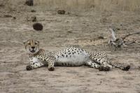 Safari im Kruger Nationalpark &ndash; &copy; Jacob Spangenberg (Eberhardt TRAVEL)