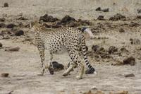 Safari im Kruger Nationalpark &ndash; &copy; Jacob Spangenberg (Eberhardt TRAVEL)