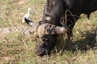 Safari im Kruger Nationalpark &ndash; &copy; Jacob Spangenberg (Eberhardt TRAVEL)