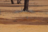 Kalahari - Erdmännchen &ndash; &copy; Annett Müller (Eberhardt TRAVEL)