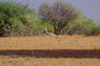 Rundfahrt in der Kalahari - Riesentrappe &ndash; &copy; Annett Müller (Eberhardt TRAVEL)